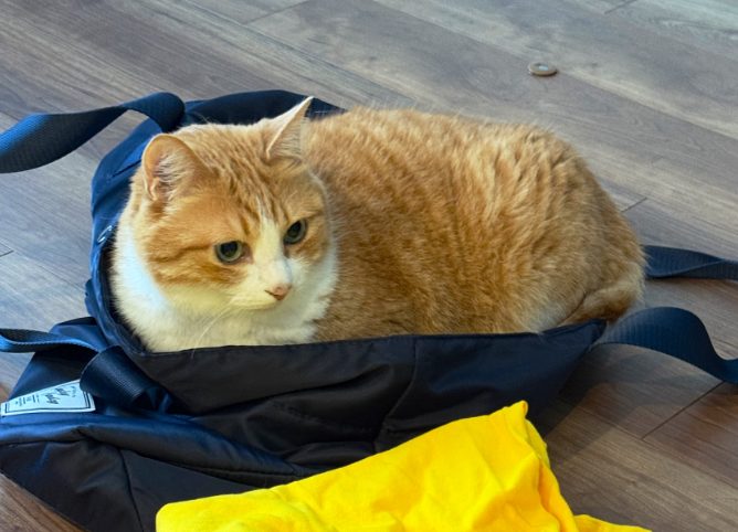 ADふーちゃん　結婚　年齢