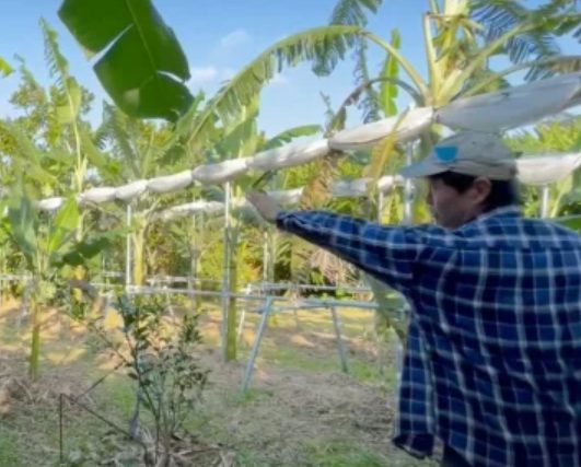 島バナナ　髙橋健　プロフィール